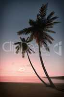 sunset palm tree