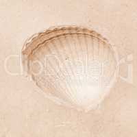 Shell fossil vintage
