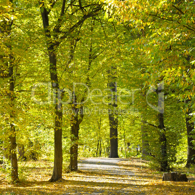 beautiful autumn park with soft sunlight