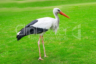 Stork on a background of green lawn