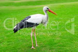 Stork on a background of green lawn