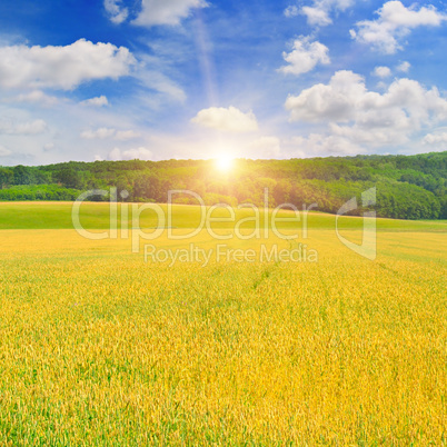 field, sunrise and blue sky