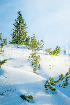 snow and trees