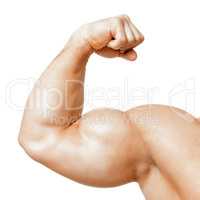 muscle biseps