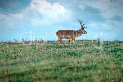 deer in the meadow