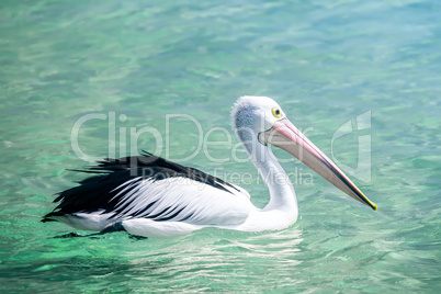 pelican