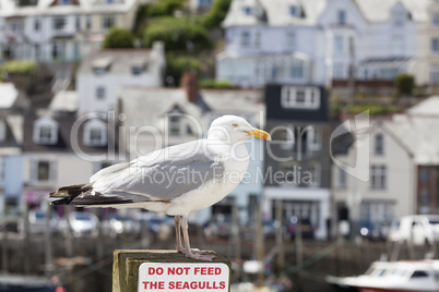 Bitte die Möwe nicht füttern, Looe, Cornwall
