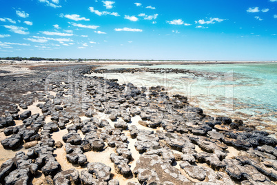 Stromatolites Australia