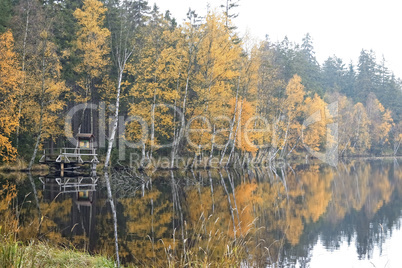 Trees on the bank of lake in the autumn