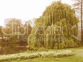 Retro looking Weeping Willow