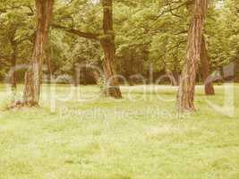 Retro looking Tree in a park