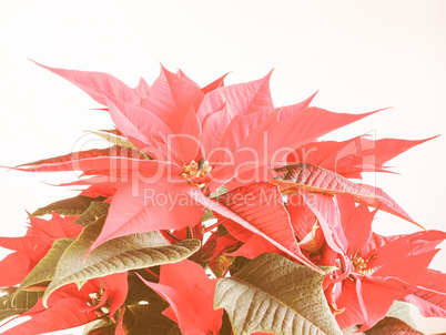 Retro looking Poinsettia Christmas star