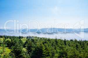 Low clouds skimming tops of evergreen trees