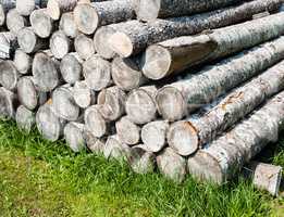 Pile of stacked cut logs on grass