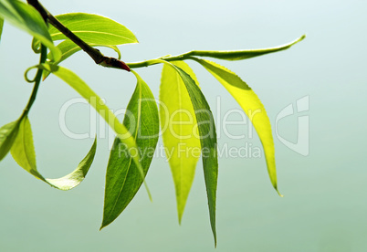 close up of fresh green foliage