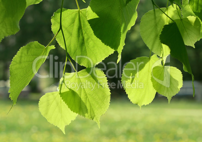 fresh green spring leaves glowing in sunlight