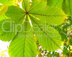 Leaves of a chestnut