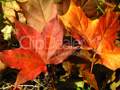 fall leaves