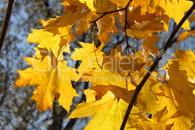 autumn branch of maple tree