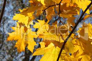 autumn branch of maple tree