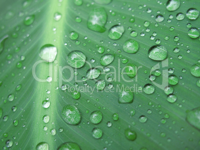 Green leaf with water drops