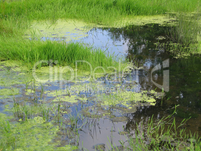 green swamp