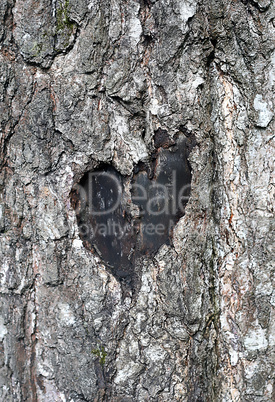 love symbol on a trunk of tree