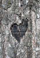 love symbol on a trunk of tree