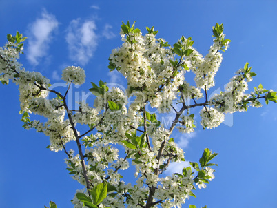 branch of blossoming tree