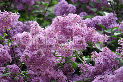 blossoming lilac