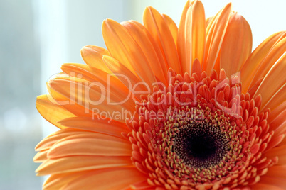 closeup of gerber daisy flower
