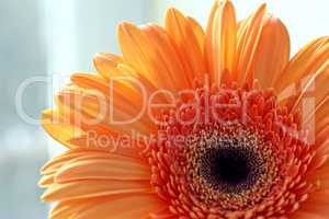 closeup of gerber daisy flower