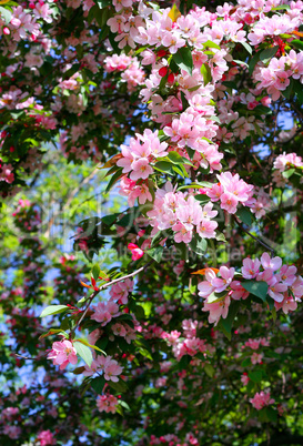 branch of a blossoming tree