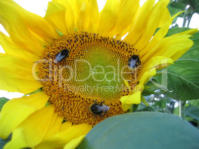 Big yellow sunflower and bumblebees