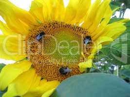 Big yellow sunflower and bumblebees