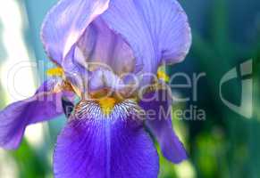closeup of beautiful iris flower