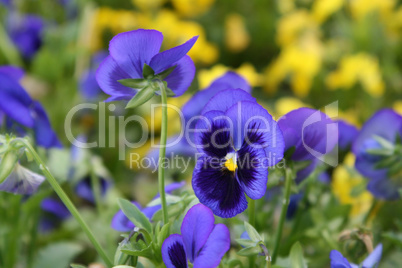 Beautiful Violet flowers