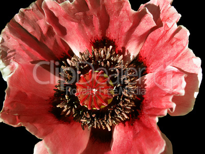 poppy flower