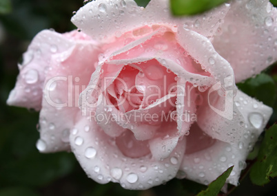 gentle pink rose with water drops