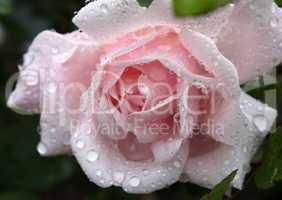 gentle pink rose with water drops