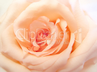 delicate pink rose