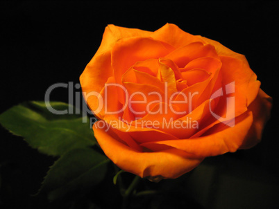 beautiful orange rose isolated on black