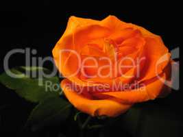 beautiful orange rose isolated on black