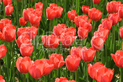 beautiful red tulips