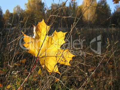 yellow leaf of maple