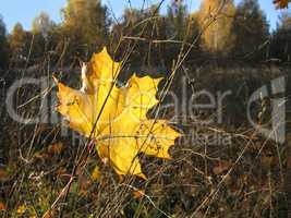 yellow leaf of maple