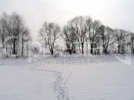 winter landscape with trees and traces on a snow