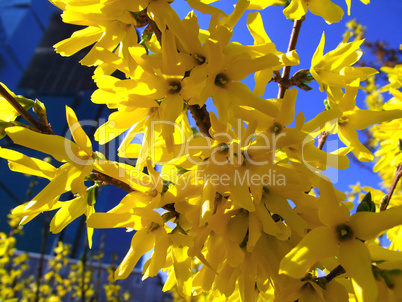 beautiful yellow flowers