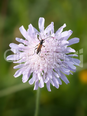 a bug on a flower