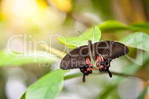 Butterfly Parides Photinus